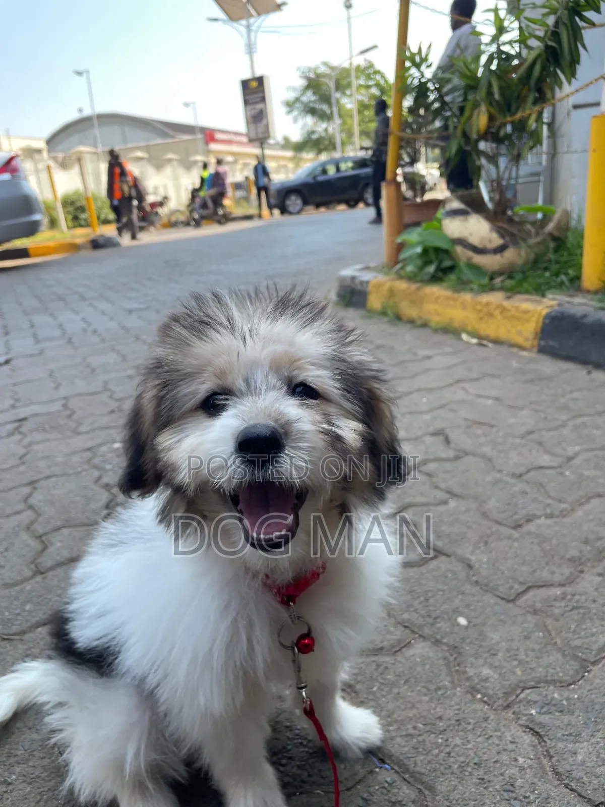 🐶 Pampered Pooch Grooming — Fresh, Clean & Flea-Free! 🐾 Kisumu