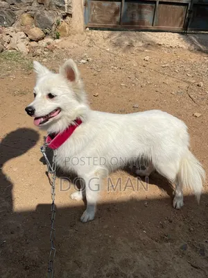 🐶 Pampered Pooch Grooming — Fresh, Clean & Flea-Free! 🐾 Kisumu