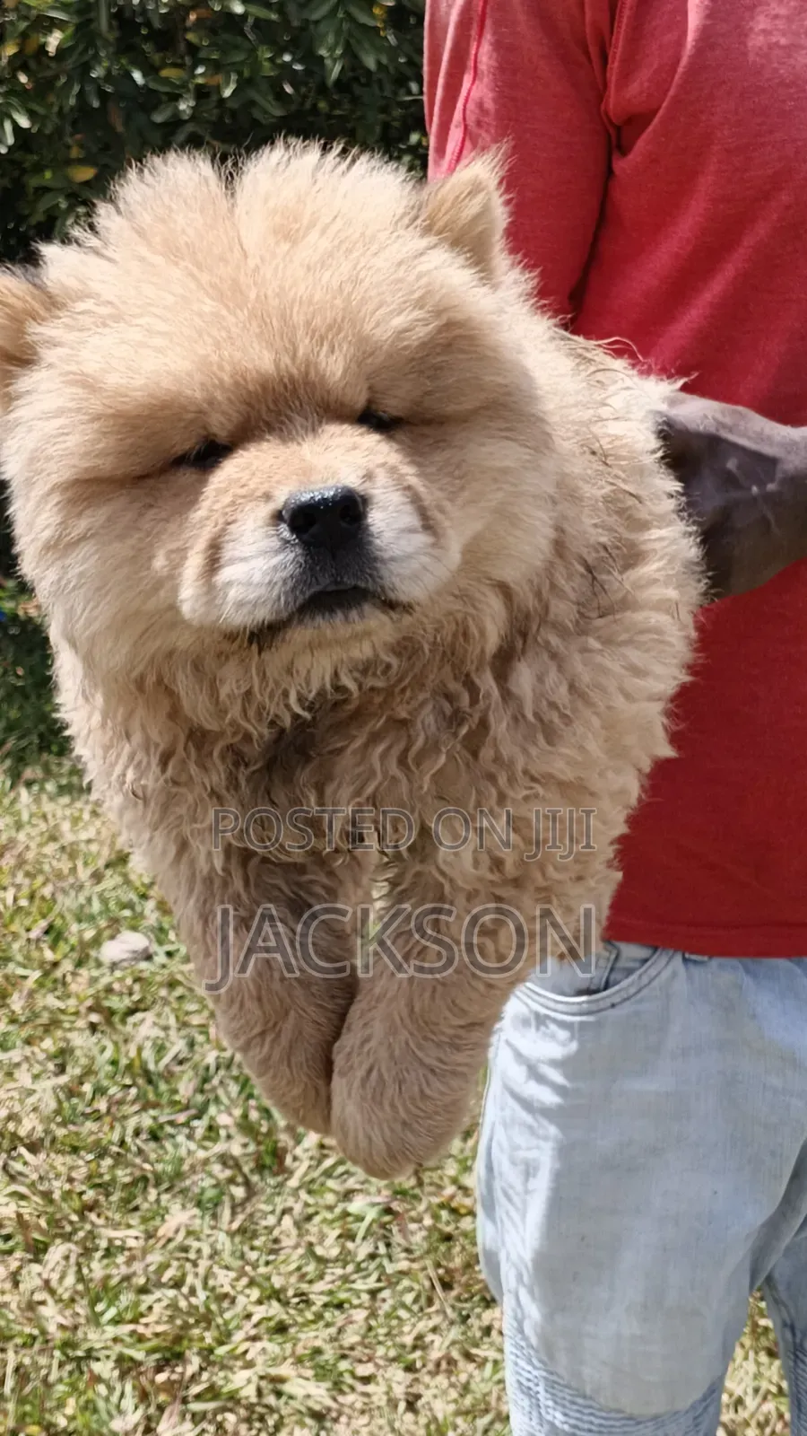 1-3 months Male Purebred Chow Chow