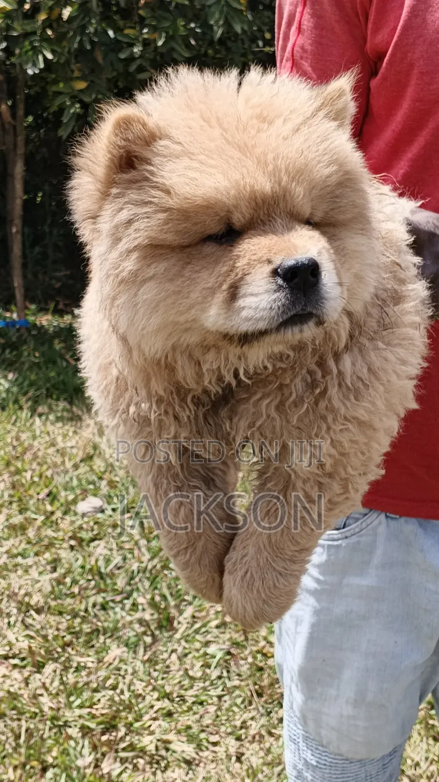 1-3 months Male Purebred Chow Chow