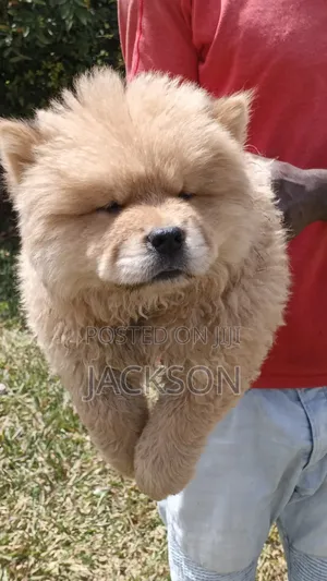 1-3 months Male Purebred Chow Chow