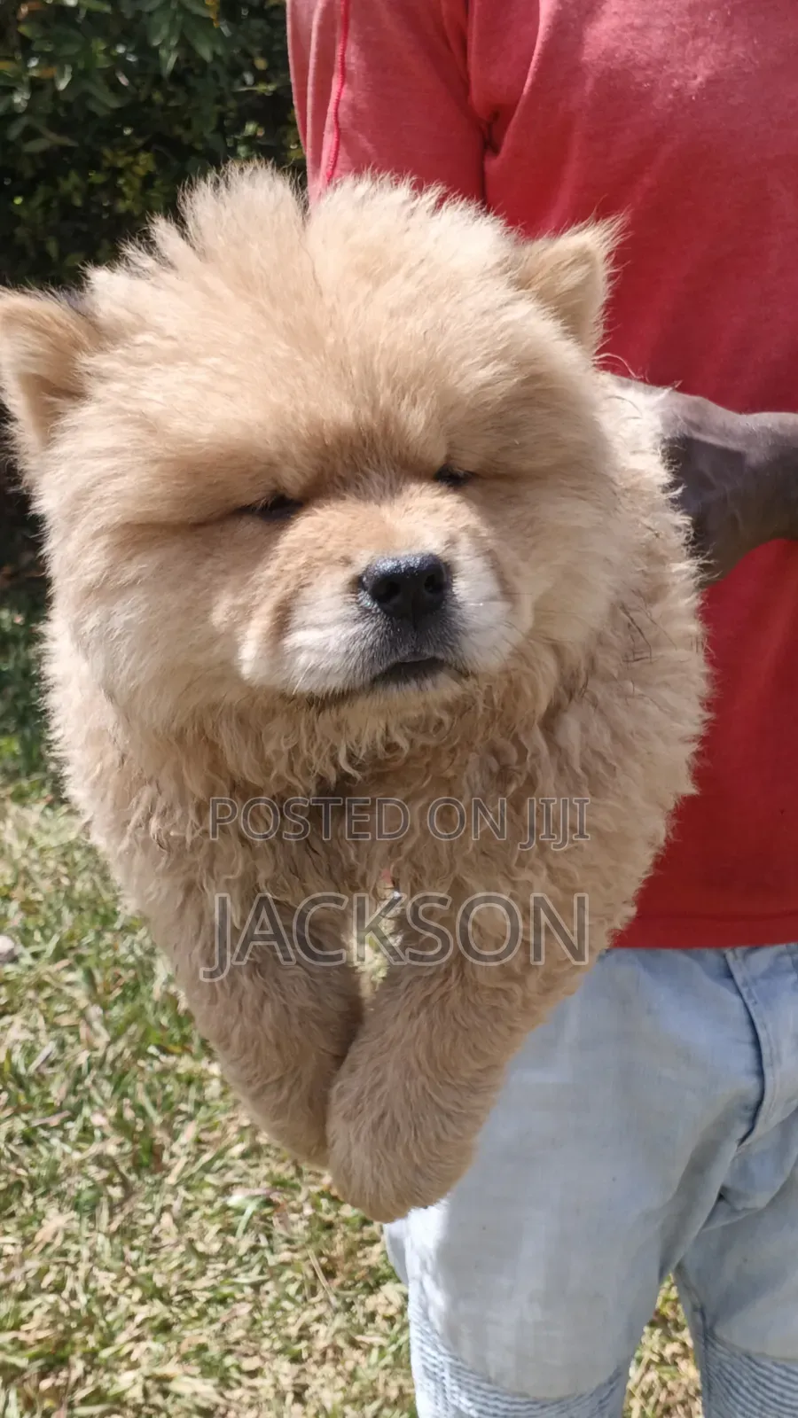 1-3 months Male Purebred Chow Chow