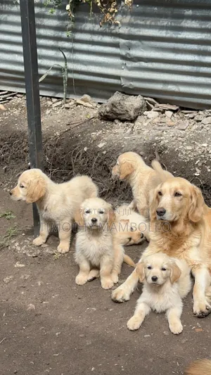 1-3 months Female Purebred Golden Retriever