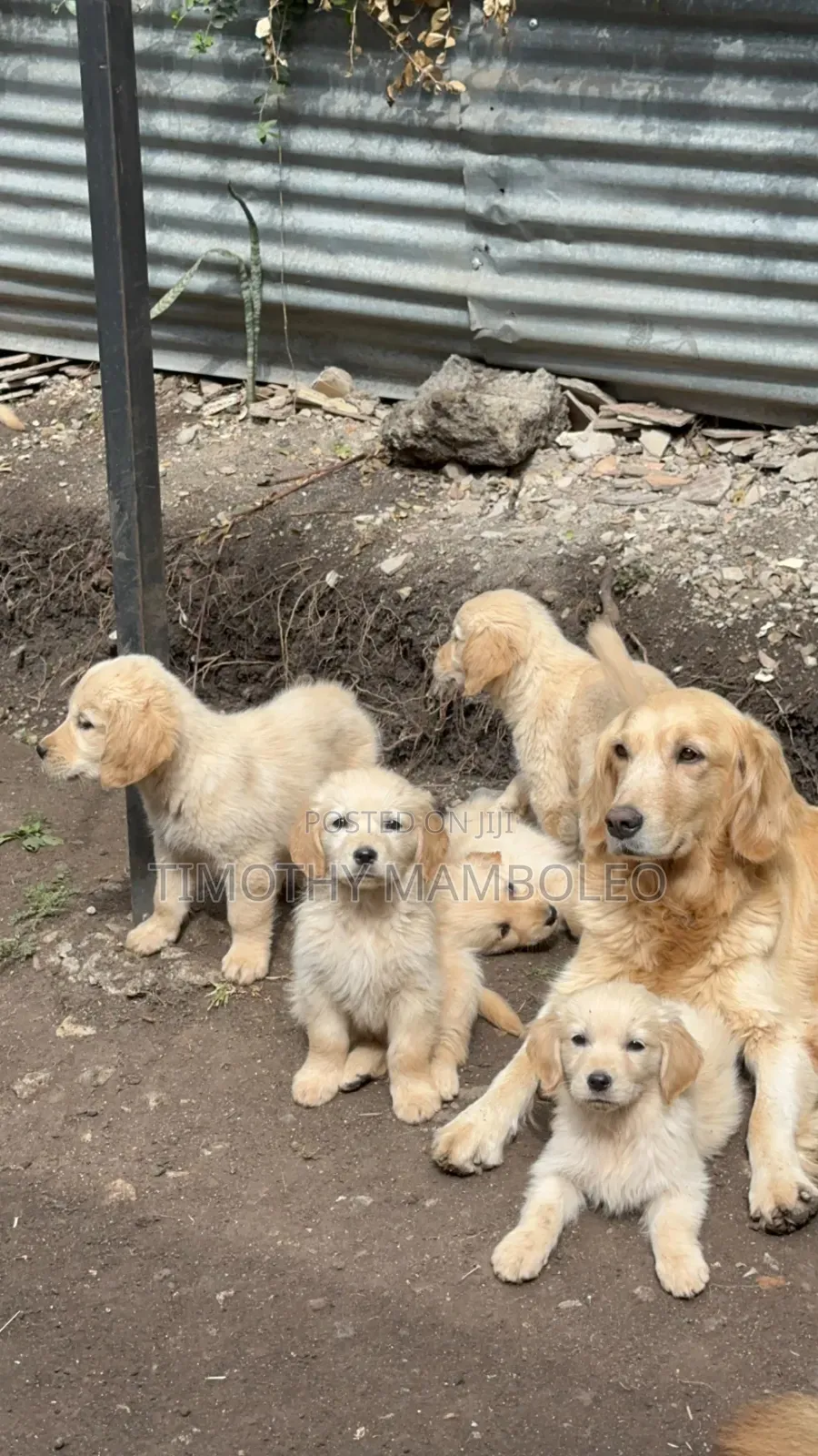 1-3 months Female Purebred Golden Retriever