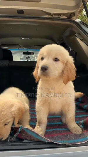1-3 months Female Purebred Golden Retriever