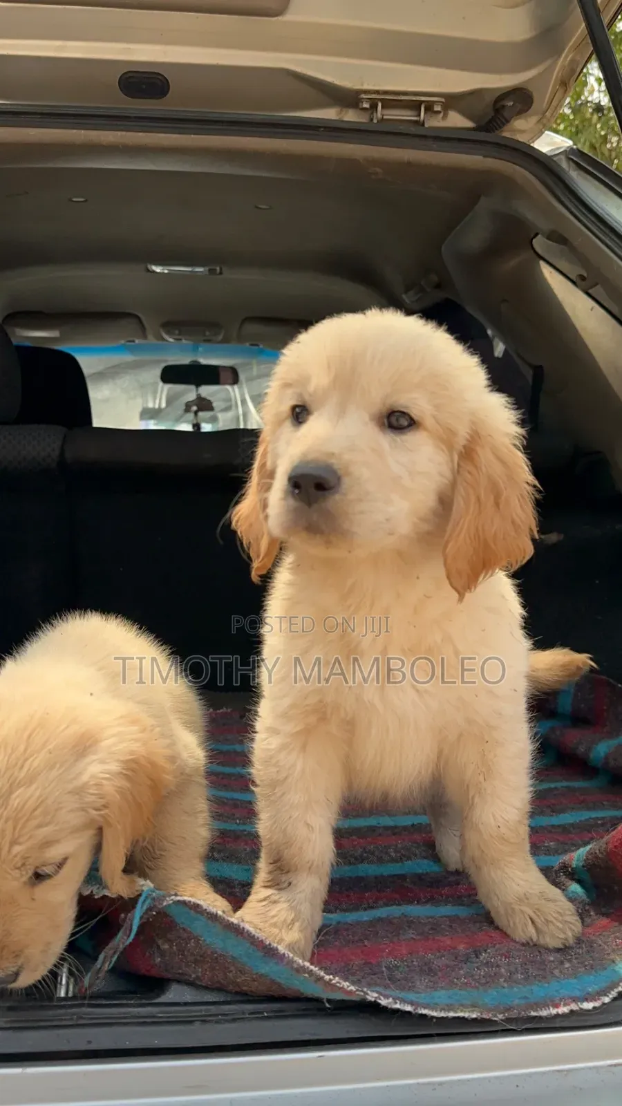 1-3 months Female Purebred Golden Retriever