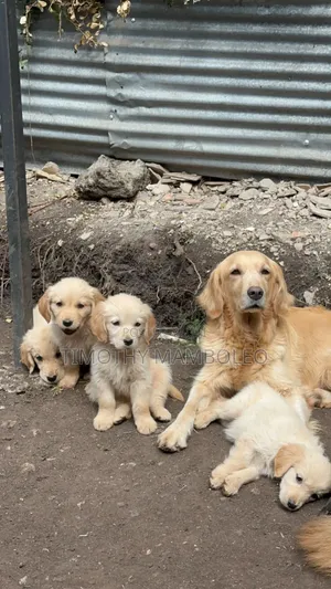 1-3 months Female Purebred Golden Retriever