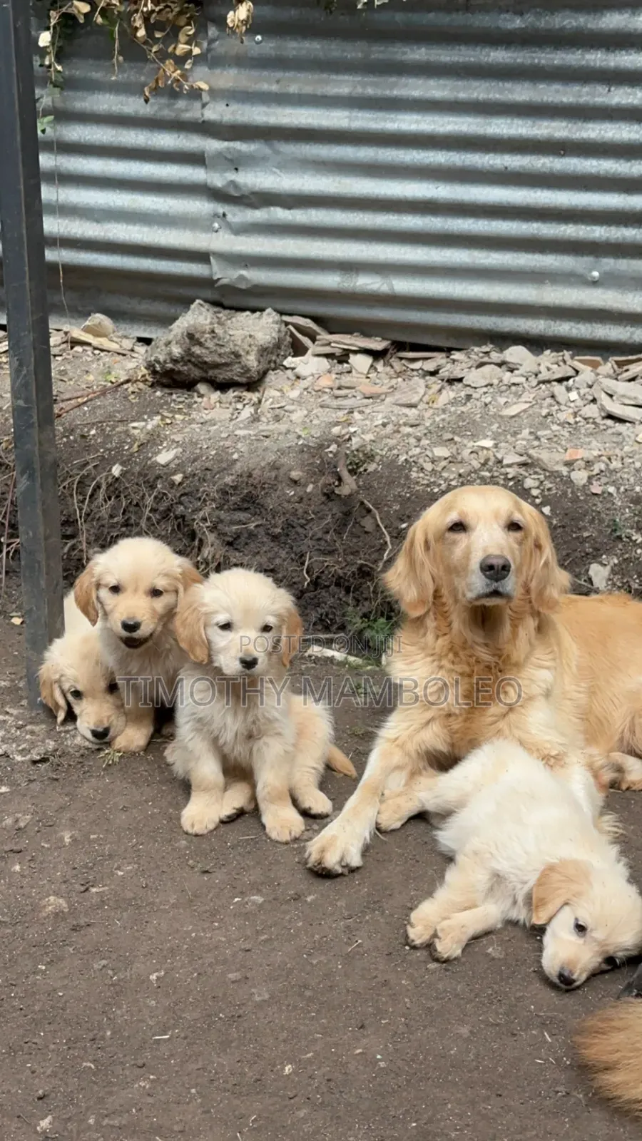 1-3 months Female Purebred Golden Retriever