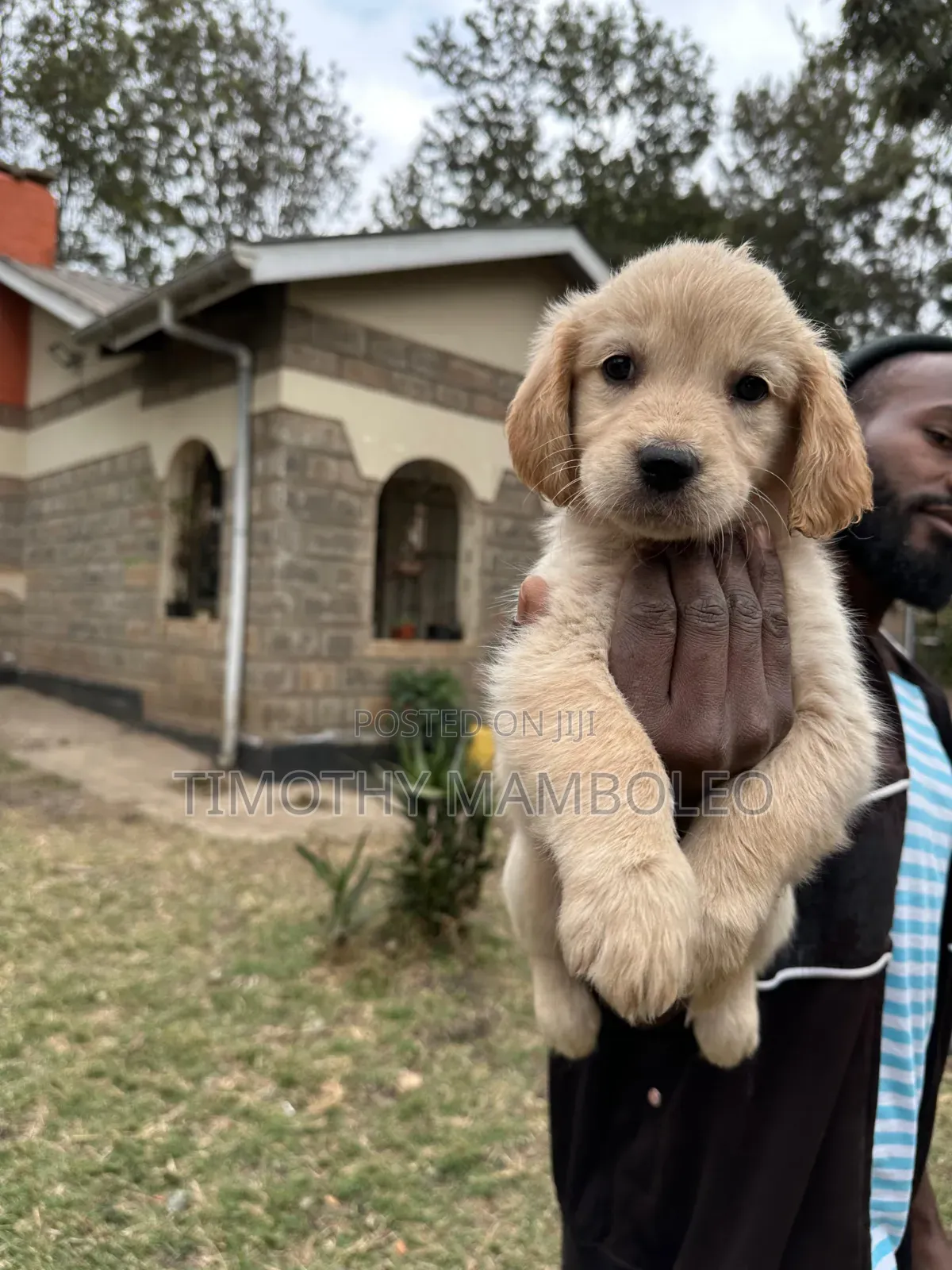1-3 months Female Purebred Golden Retriever