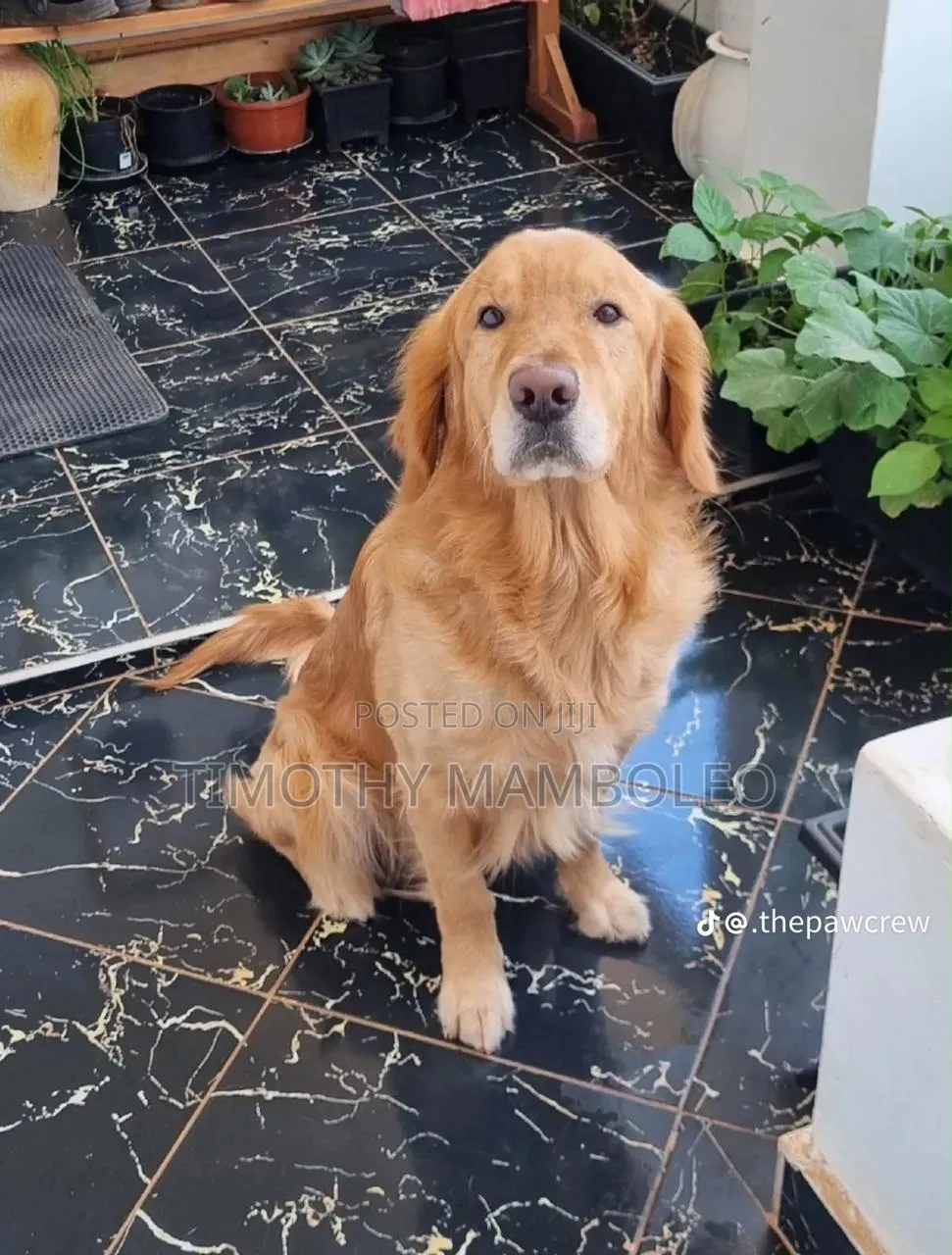 1-3 months Female Purebred Golden Retriever