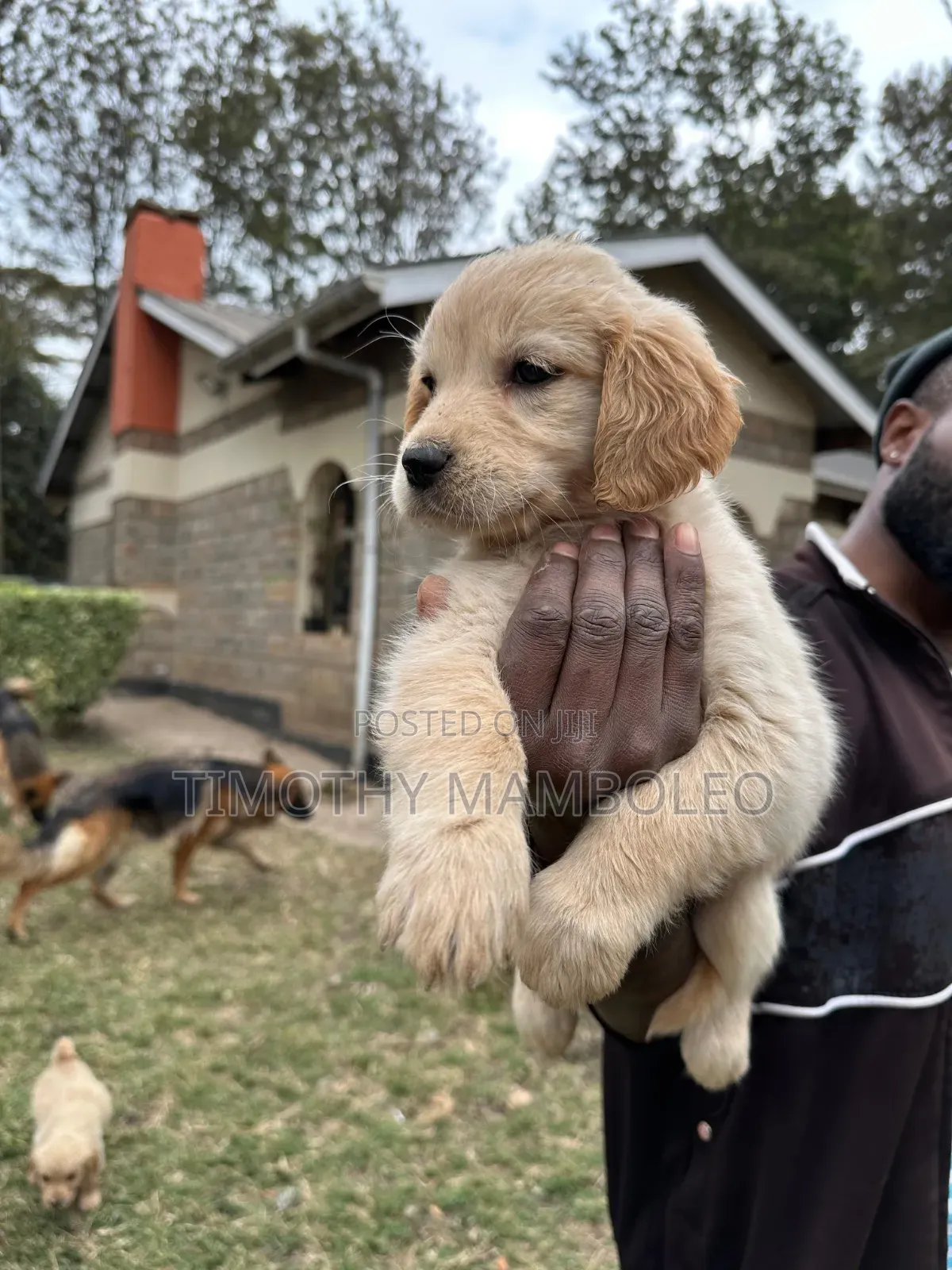 1-3 months Female Purebred Golden Retriever