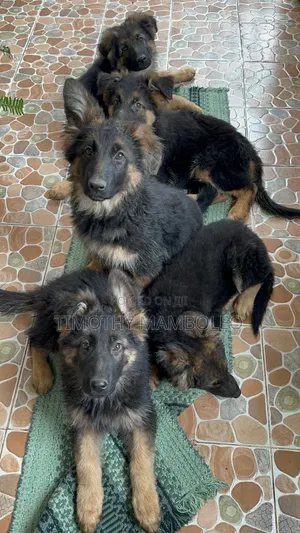 1-3 months Male Purebred German Shepherd
