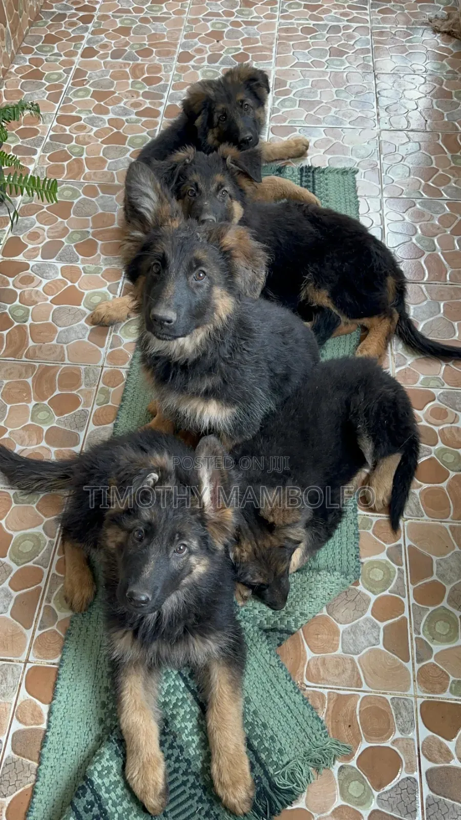 1-3 months Male Purebred German Shepherd