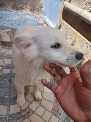 3-6 months Female Purebred Japanese Spitz