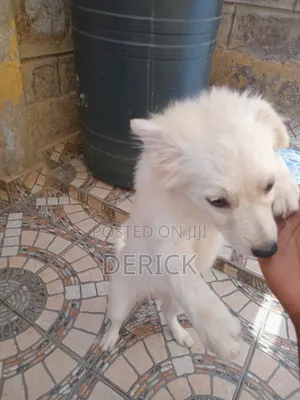 3-6 months Female Purebred Japanese Spitz