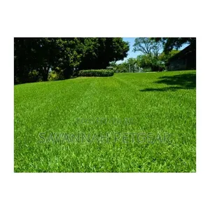 Starke Ayres KIKUYU GRASS SEEDS - 500 Grams