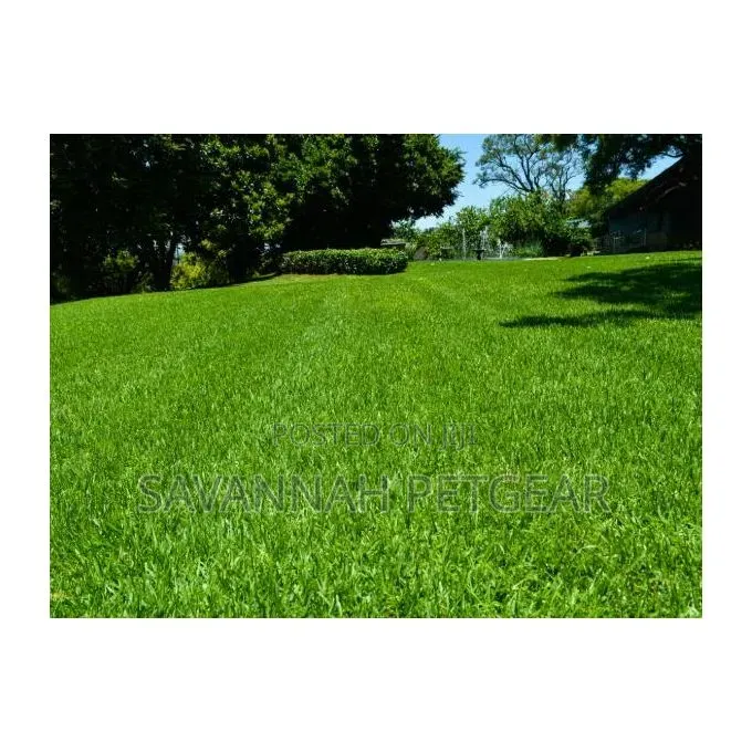 Starke Ayres KIKUYU GRASS SEEDS - 500 Grams