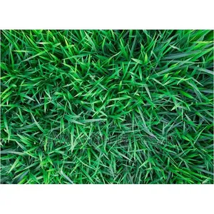 Starke Ayres KIKUYU GRASS SEEDS - 500 Grams
