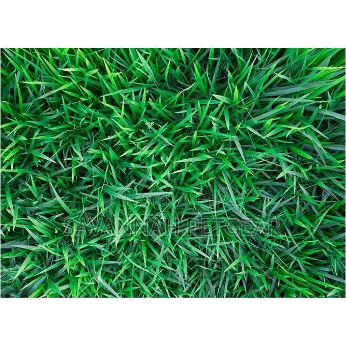 Starke Ayres KIKUYU GRASS SEEDS - 500 Grams