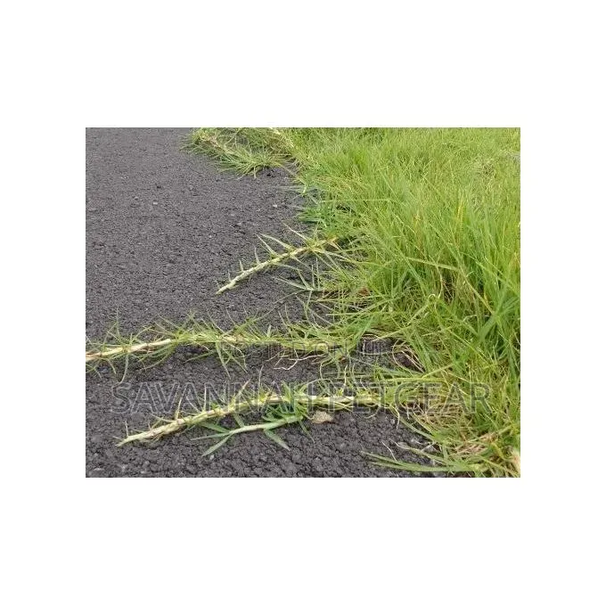 Starke Ayres KIKUYU GRASS SEEDS - 500 Grams