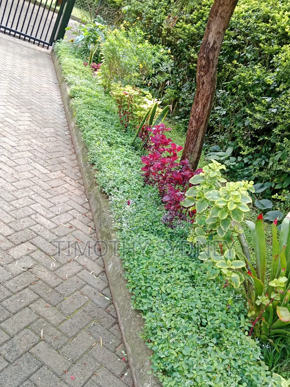 Professional Lawn Mowing/Care/ Gardener