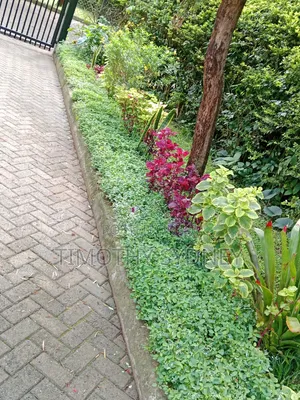 Professional Lawn Mowing/Care/ Gardener