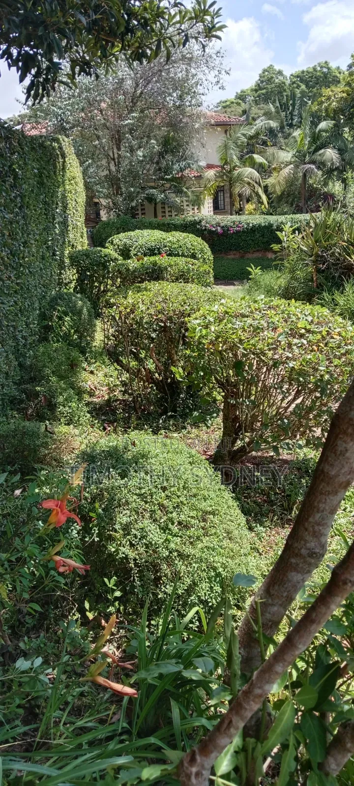 Professional Lawn Mowing/Care/ Gardener