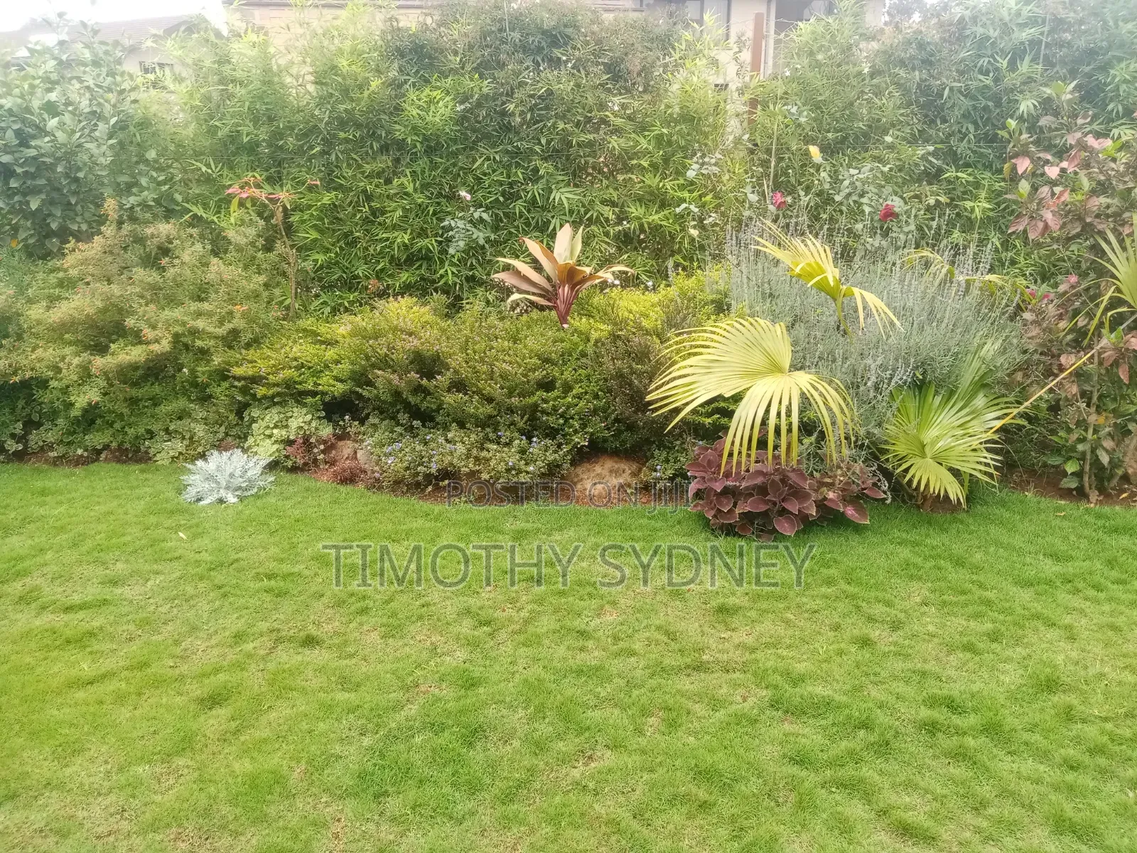 Professional Lawn Mowing/Care/ Gardener