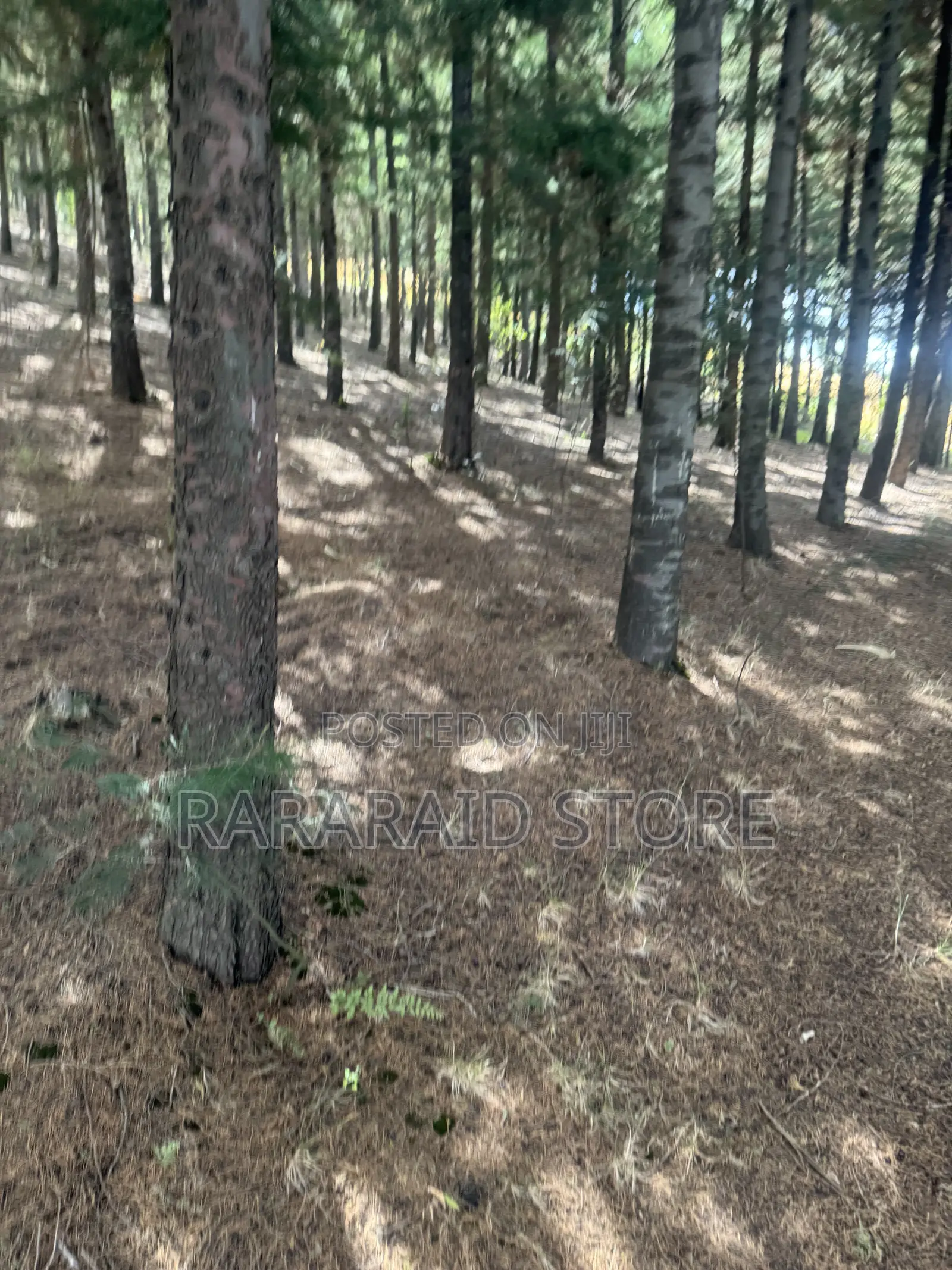 Cyprus Trees