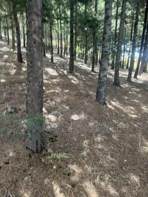 Cyprus Trees