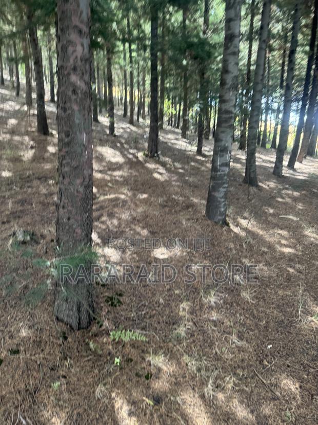 Cyprus Trees