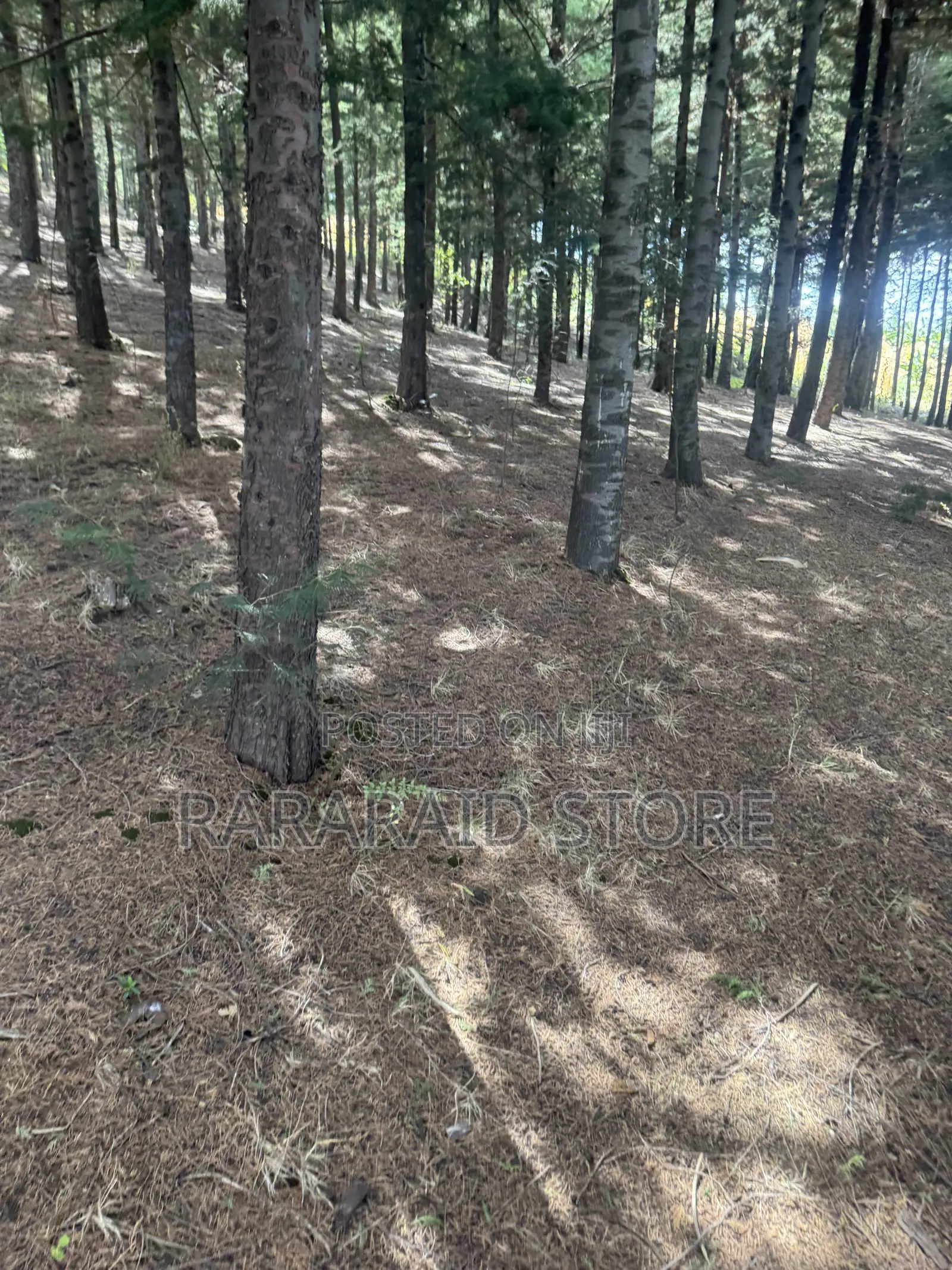 Cyprus Trees