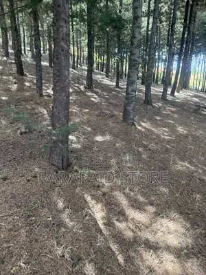 Cyprus Trees