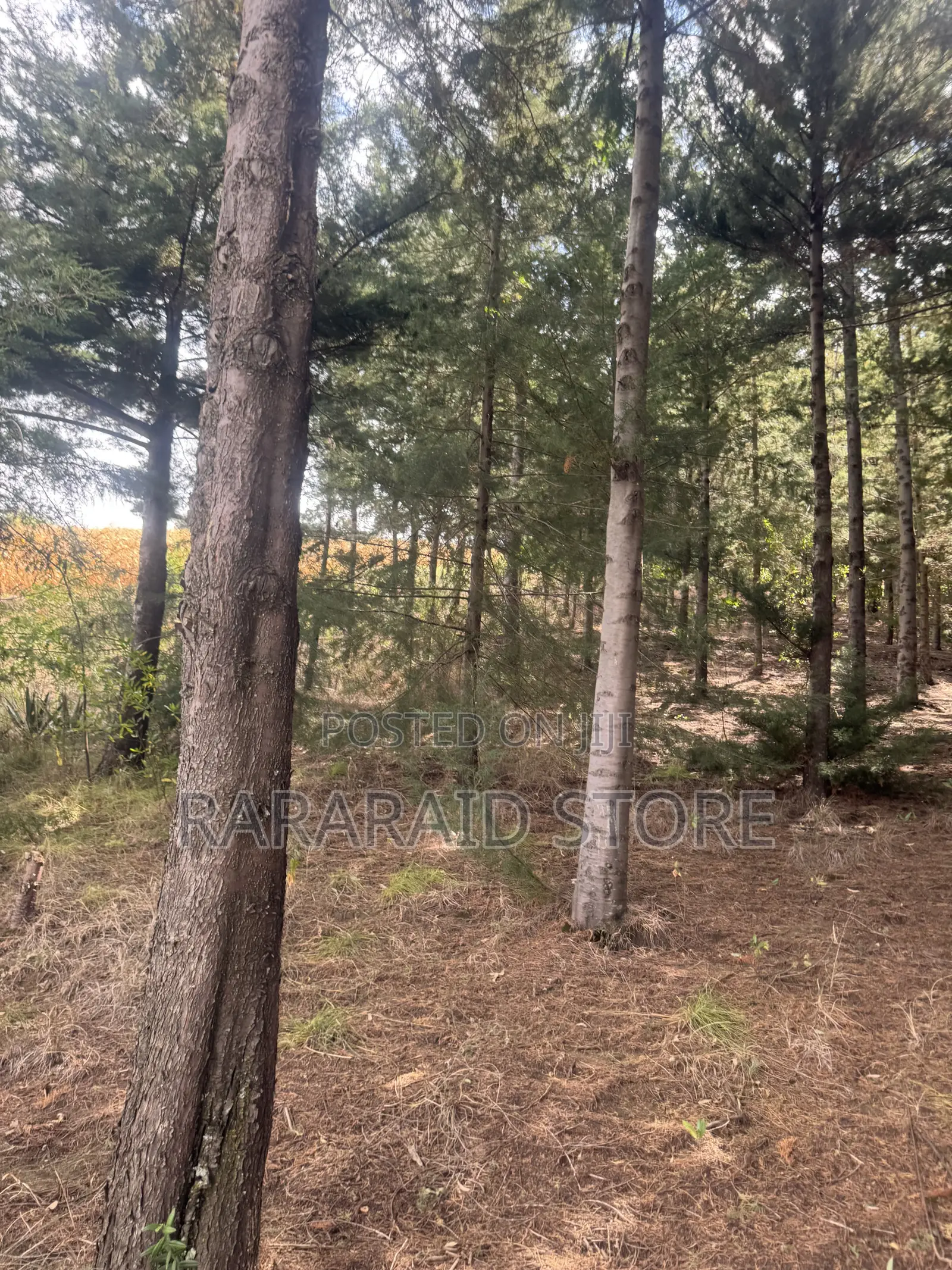 Cyprus Trees