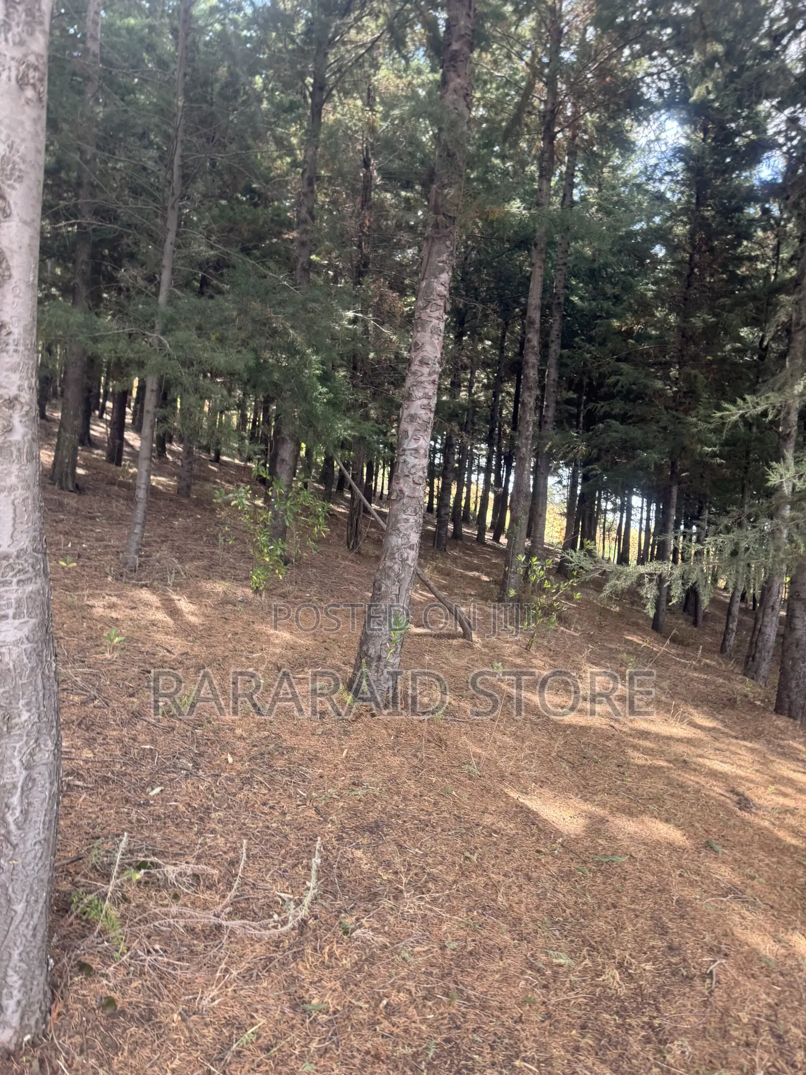 Cyprus Trees