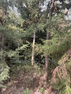 Cyprus Trees
