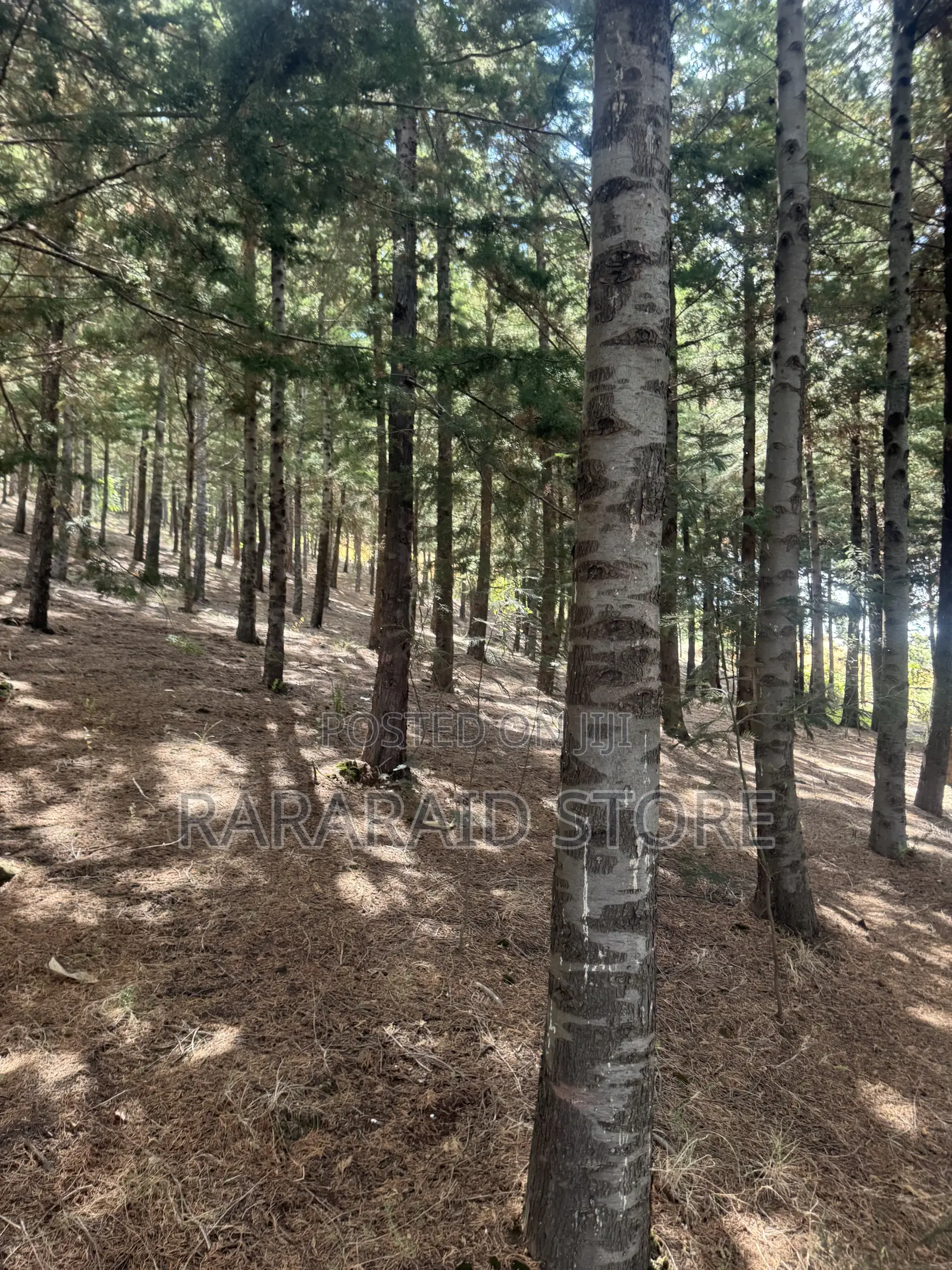 Cyprus Trees