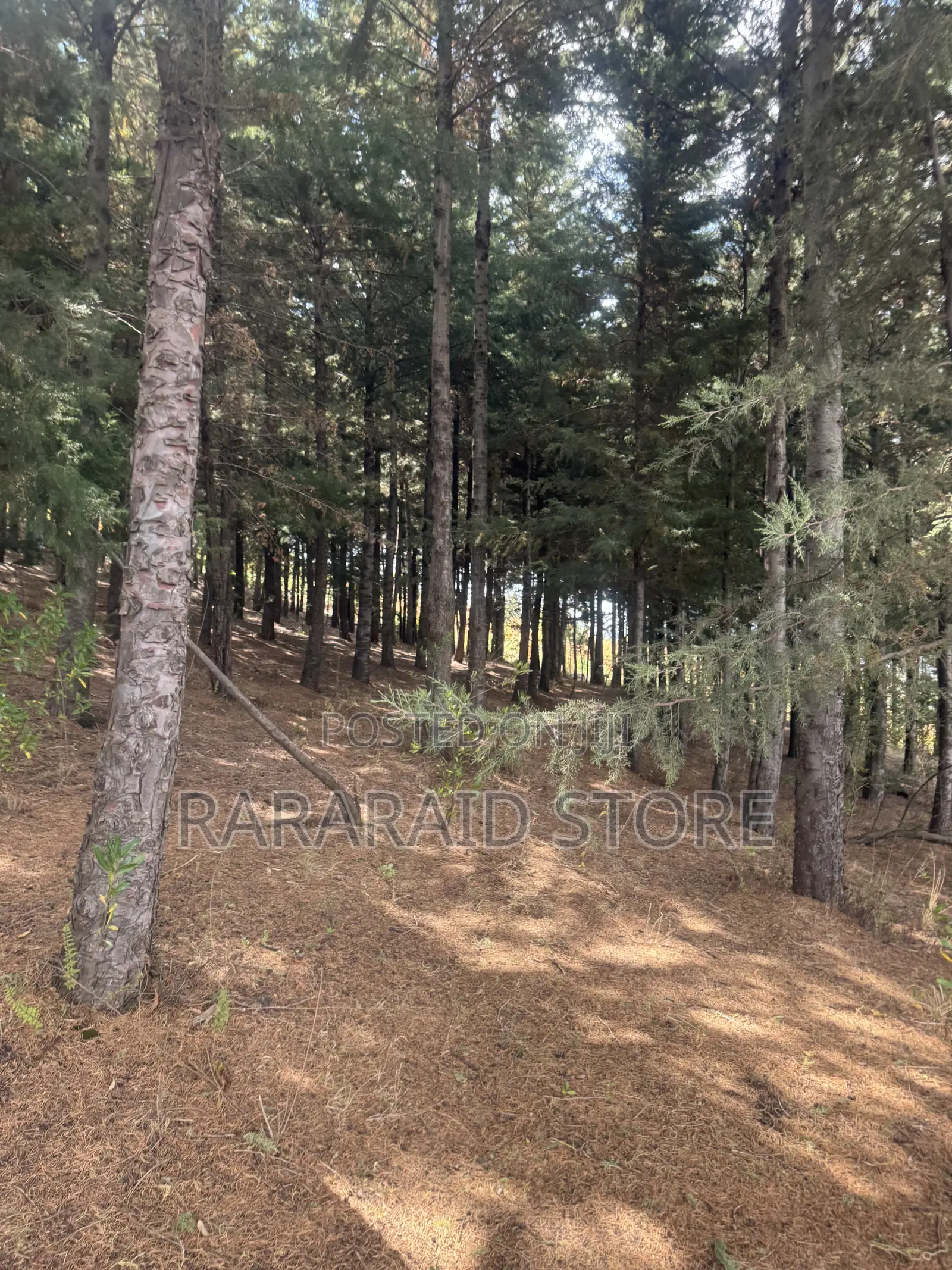 Cyprus Trees