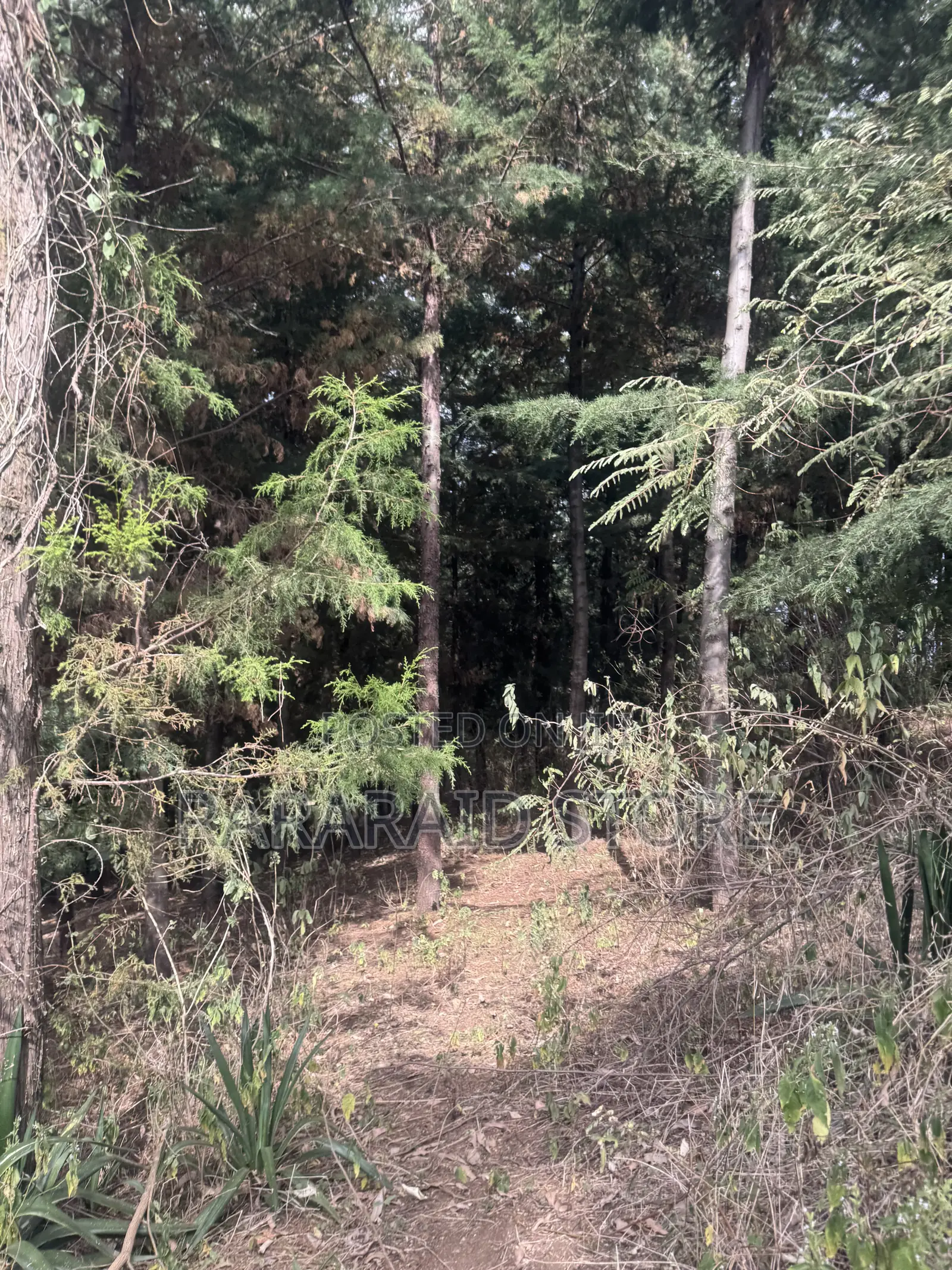 Cyprus Trees