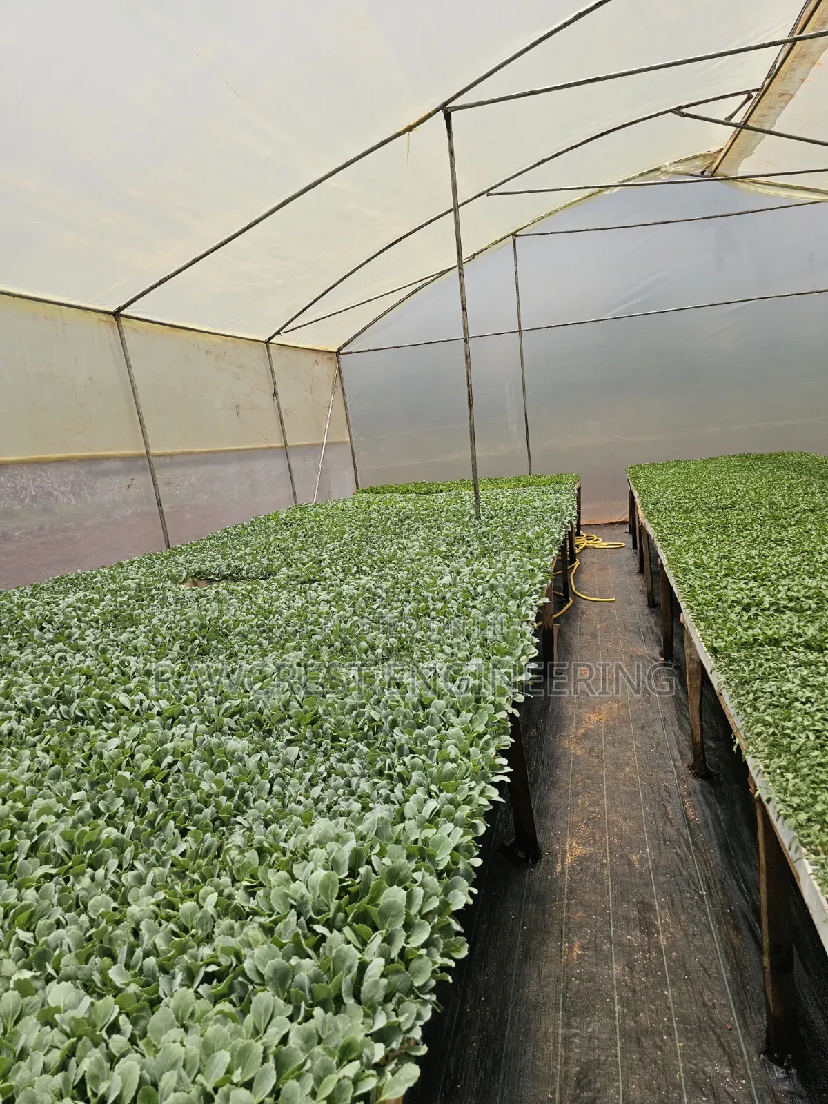 Greenhouse