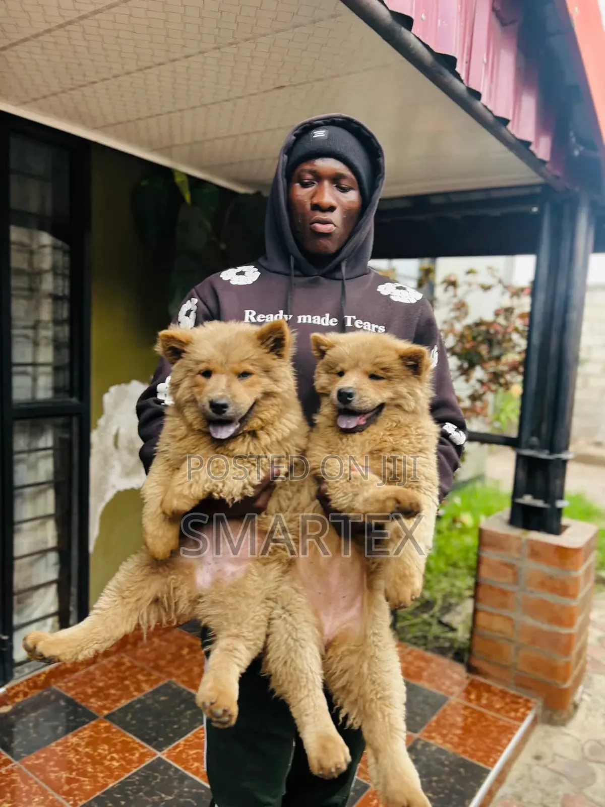 1-3 months Female Purebred Chow Chow