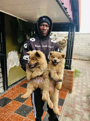 1-3 months Female Purebred Chow Chow