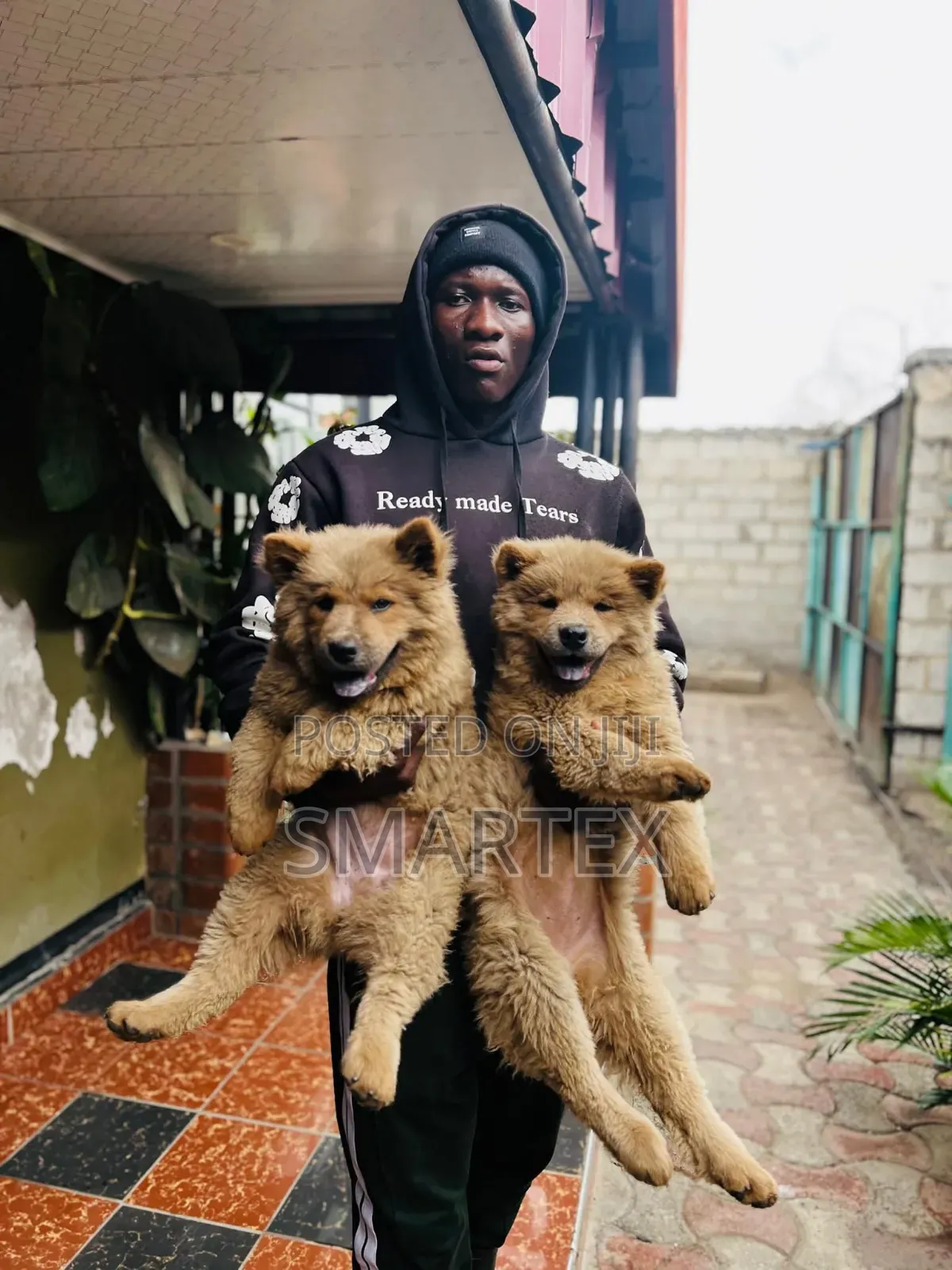 1-3 months Female Purebred Chow Chow