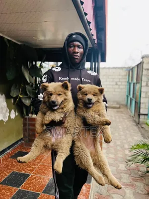 1-3 months Female Purebred Chow Chow