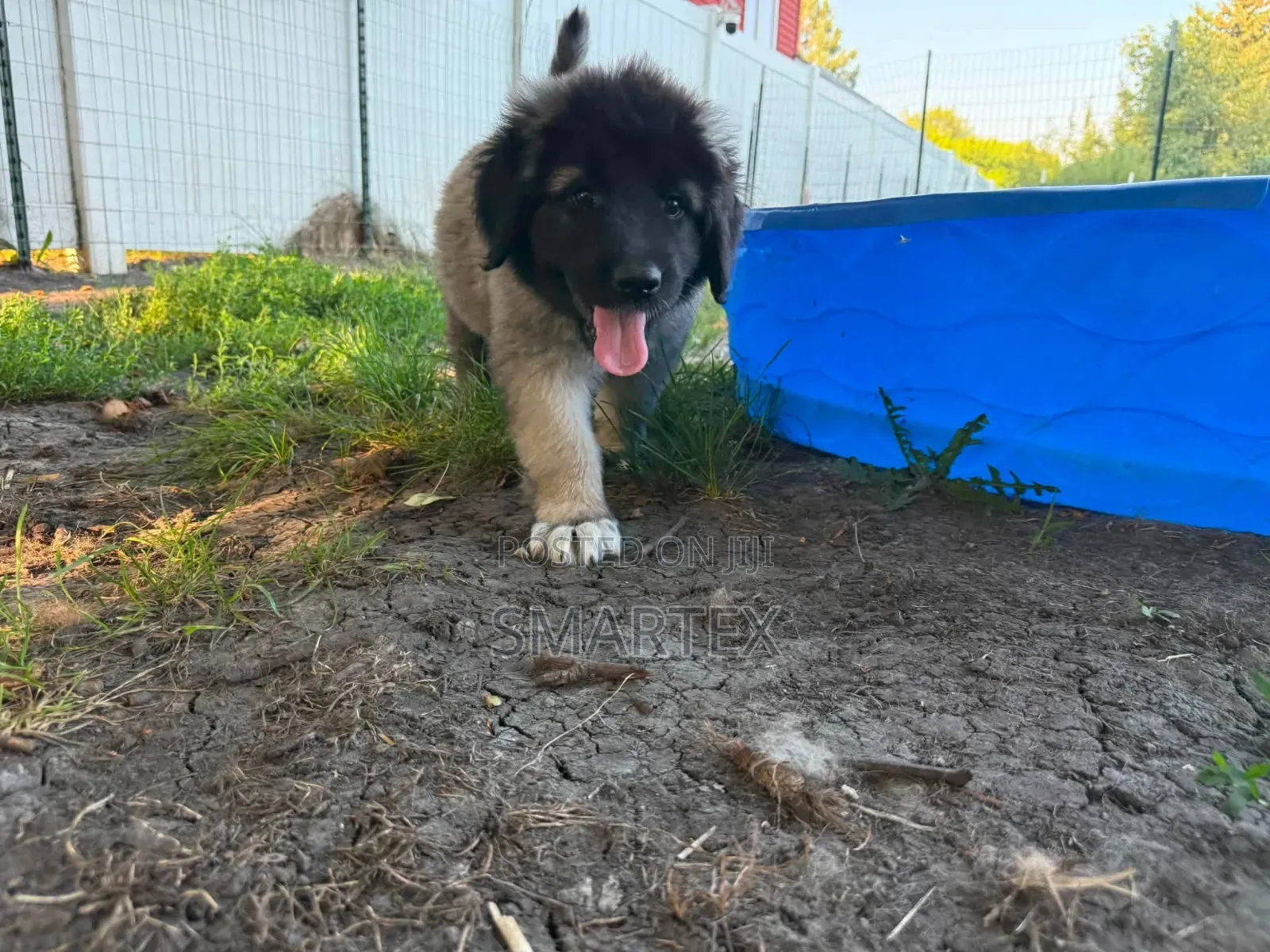 1-3 months Female Purebred Caucasian Shepherd