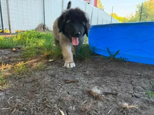 1-3 months Female Purebred Caucasian Shepherd