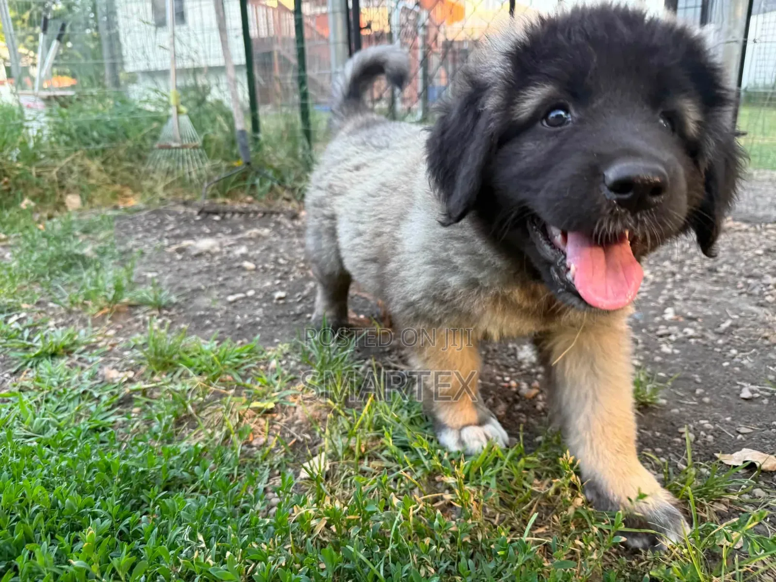 1-3 months Female Purebred Caucasian Shepherd