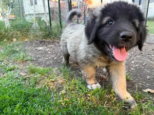 1-3 months Female Purebred Caucasian Shepherd