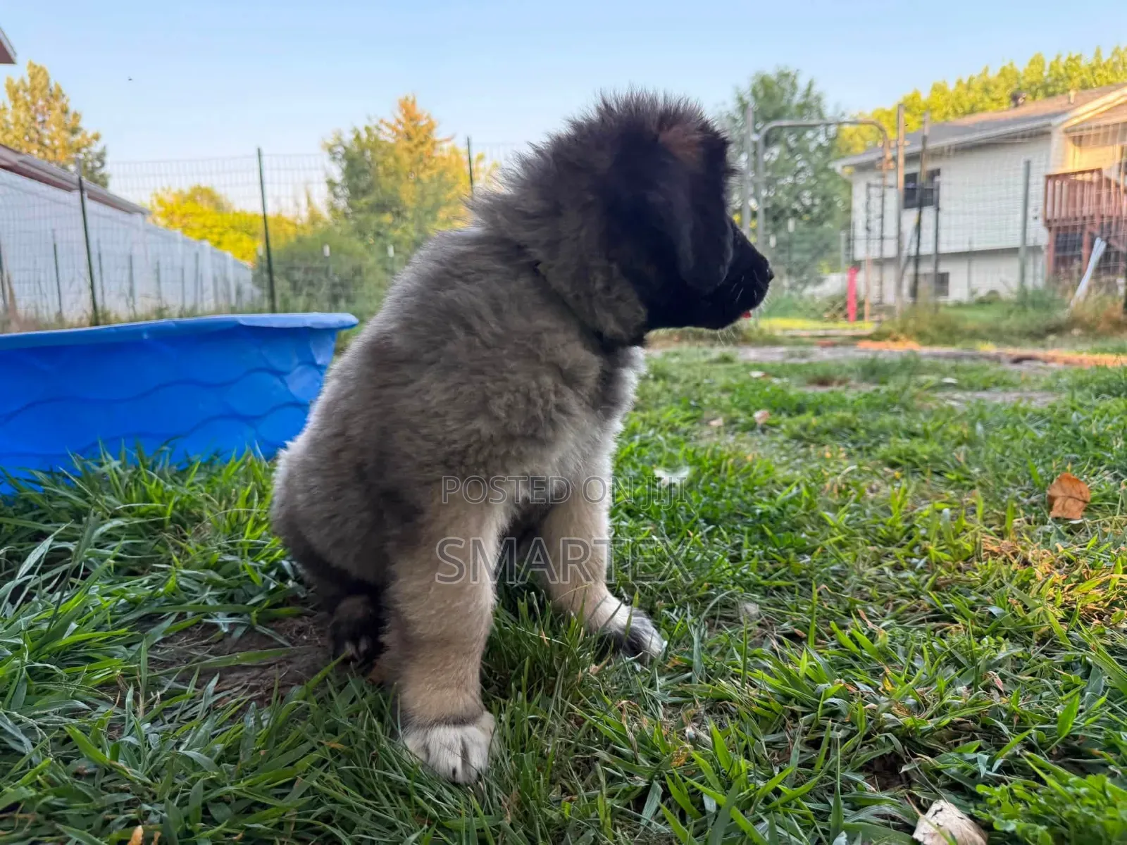 1-3 months Female Purebred Caucasian Shepherd