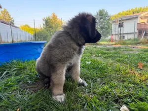 1-3 months Female Purebred Caucasian Shepherd